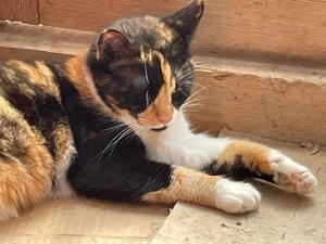 Katinka sucht verständnisvolles Zuhause mit Freigang Bild 2