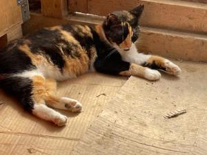 Katinka sucht verständnisvolles Zuhause mit Freigang Bild 7