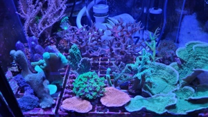 Korallen und Anemonen für Meerwasseraquarium 
