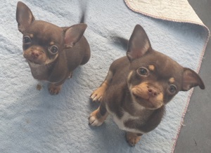 Kurzhaar Chihuahua Babys Husky-merle und schoko  Bild 3