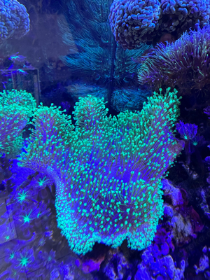 Günstige Korallenableger Bild 1