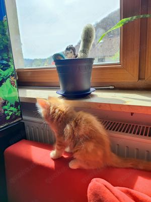 Maine Coon Kätzchen Baby Kitten Katerchen suchen ein Zuhause, Tabby  Bild 4