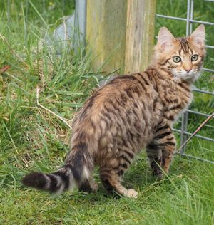 Cashmere-Bengalen Kitten in brown, silver, charcoal und weiß Bild 9