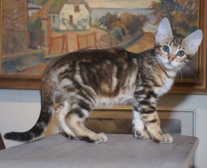 Cashmere-Bengalen Kitten in brown, silver, charcoal und weiß Bild 10