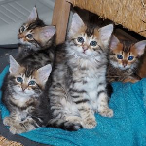 Cashmere-Bengalen Kitten in brown, silver, charcoal und weiß Bild 1