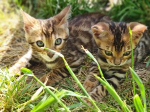 Kitten suchen liebevolles Zuhause  Bild 1