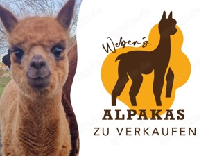 Alpakas. Alpaka Jungtiere zu verkaufen 