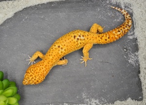  Leopardgecko Männchen - Eublepharis macularius - Bell Tangerine Bild 1
