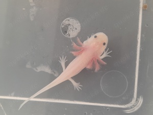 Axolotl Weißlinge   { die letzen beiden sind bis donnerstag Resaviert } Bild 1