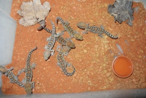 Großkopfgecko, paroedura picta, Paare Bild 2