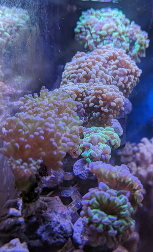 Korallen Meerwasser Bild 1