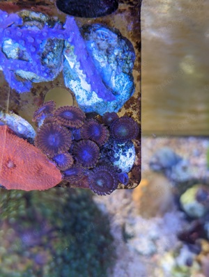 Korallen Meerwasser Bild 6