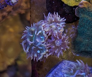 Korallen Meerwasser Bild 8