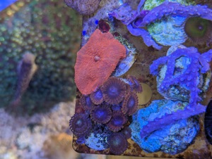 Korallen Meerwasser Bild 9