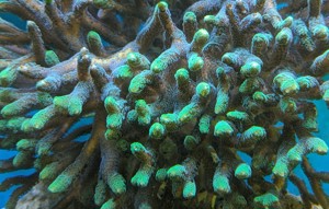 Korallen Meerwasser Bild 7