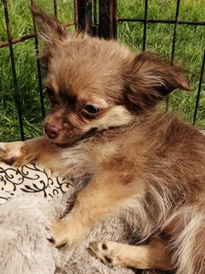 3 wunderschöne Chihuahua Langhaar-Zwerge suchen ihr Zuhause Bild 2