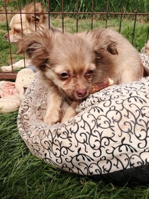 3 wunderschöne Chihuahua Langhaar-Zwerge suchen ihr Zuhause Bild 9