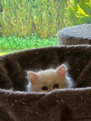 Britisch Kurzhaar und Langhaar Kitten Odd-eyed  Bild 6