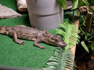 Caiman crocodilus 