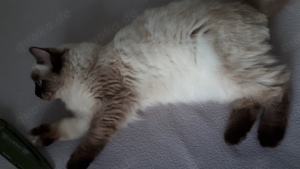 Kleines,süßes Ragdoll Kätzchen,Colourpoint Seal, 5 Monate alt,sehr lieb  Bild 4