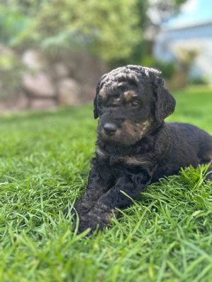 Labradoodle F2b medium & Goldendoodle F1b medium bzw. kleiner Standard Bild 8