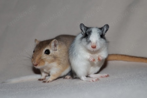 Mongolische Rennmäuse aus seriöser Hobbyzucht (Rennmaus, Wüstenrennmaus, Wüstenrennmäuse, Gerbil)