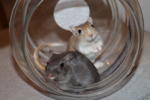 Mongolische Rennmäuse aus seriöser Hobbyzucht (Rennmaus, Wüstenrennmaus, Wüstenrennmäuse, Gerbil)