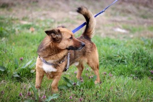 Rocky - ein toller Typ sucht seinen Lieblingsmenschen