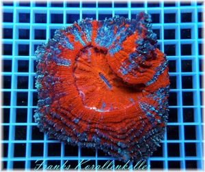 Acanthophyllia deshayesiana, Meerwasser, Korallen, Korallenableger deutsche Nachzuchten Bild 6