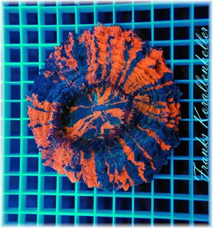 Acanthophyllia deshayesiana, Meerwasser, Korallen, Korallenableger deutsche Nachzuchten Bild 2