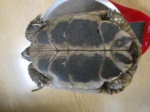 griechische Landschildkröten, dt. Nachzuchten mit Papieren Bild 8