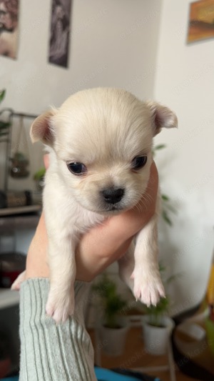 Verkaufe Chihuahua Welpen  Bild 2