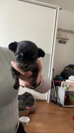 Verkaufe Chihuahua Welpen  Bild 4