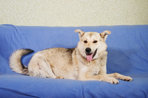 Jovi ist ein junger Familienhund, der ein Zuhause sucht! Bild 1