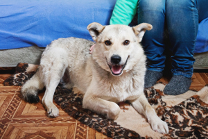Jovi ist ein junger Familienhund, der ein Zuhause sucht! Bild 7