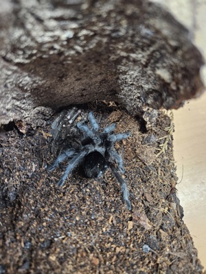 Grammostola Pulchra 