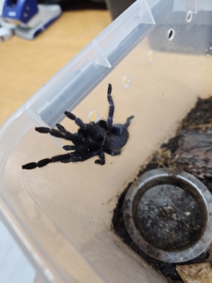 Pterinopelma sazimai