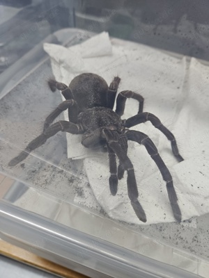 Theraphosa Blondi