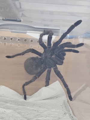 Theraphosa Stirmi 