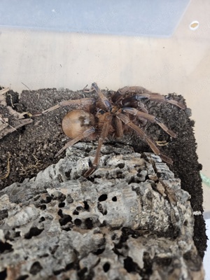 Theraphosa Aphopysis