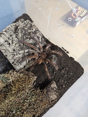 Theraphosa Stirmi