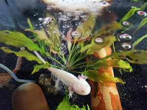 Axolotle Nachwuchs  Bild 3