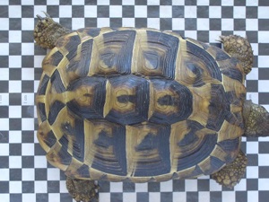 Griechische Landschildkröte weiblich 12 Jahre alt Bild 1
