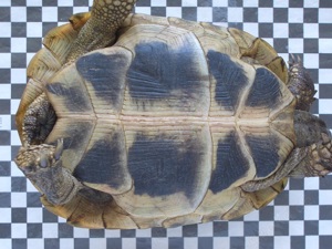 Griechische Landschildkröte weiblich 12 Jahre alt Bild 2
