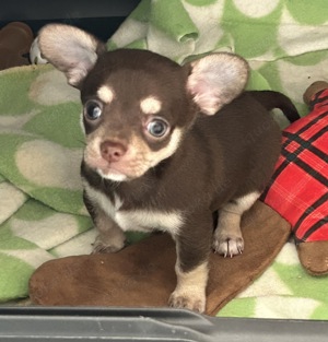 Chihuahua Welpen  Bild 2