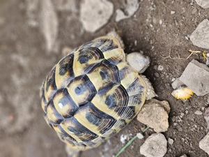 Griechische Landschildkröte NZ 2018