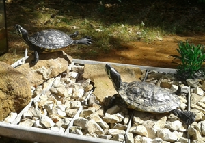 SCHILDKRÖTE WASSER - LAND - SUMPF - Gelbwange - Rotwange - Schmuck - Dreikiel - Klapp - u. alle and.