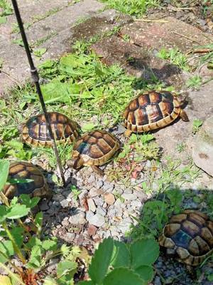 Breitrandschildkröten Testudo marginata 4 Jahre alt