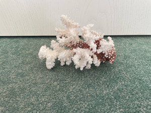 Versteinerte Koralle, Steinkoralle, Deko