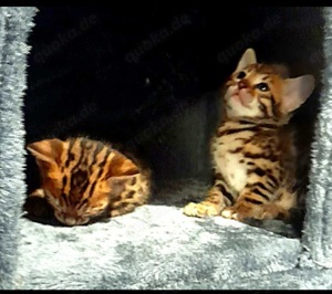Kätzchen Kitten Bengal Abgabe ab sofort Bild 7